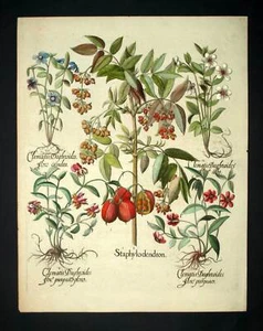 DIFFÉRENTES FLEURS DE CLÉMATITES par Basilius Besler gravure originale de 1613 - Picture 1 of 6