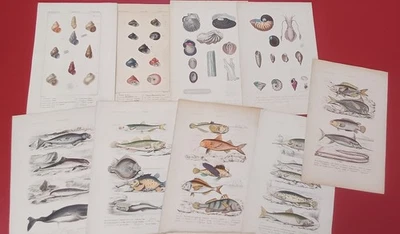 9 Gravures 1842 Werdet Histoire naturelle Poissons et Mollusques .BE - Photo 1/4