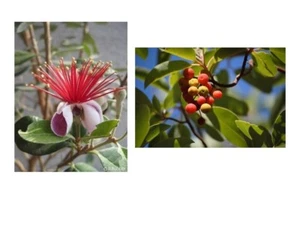 SAMEN zwei fruchtige Obstsorten im Samen-Spar-Set - Erdbeerbaum und Ananas-Guave - Bild 1 von 1