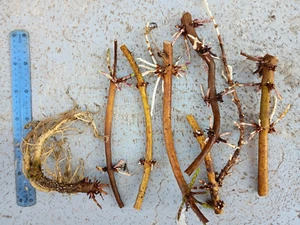 Beer hop rhizomes Victoria variety Homebrew hops plant rhizome vine homebrewing - Picture 1 of 5