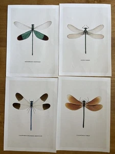 Set of 4 Dragonfly Illustration Prints Fine Art Canvas Paper Insect Bug Nature - Picture 1 of 7