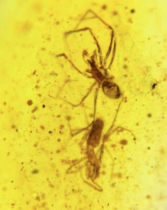 Burmite Fossils Cretaceous Double Spider insect amber Burmese fossil Myanmar - Picture 1 of 4