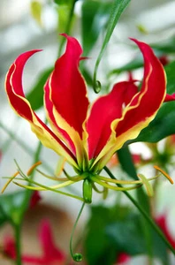 SAMEN Pracht-Lilie / Ruhmeskrone Gloriosa superba exotische Schönheit. - Bild 1 von 1