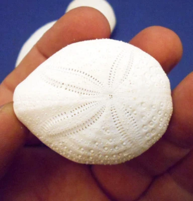 Beautiful White Puffer Sea Biscuit Shell Sand Dollar Beach Crafts Nautical Decor - Image 1 of 4