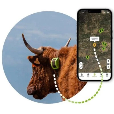 Collare GPS per bovini per tenere sotto controllo il bestiame al pascolo - Immagine 1 di 3