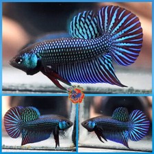 New listing
Live Betta Fish Male Fancy Wild Betta Halfmoon Plakat #E669