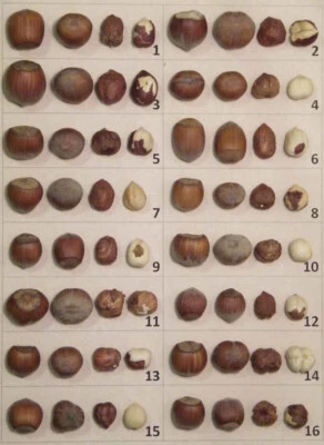 unique collection of  HAZELNUT varieties plants- 22 fresh cuttings  form plants - Image 1 of 2