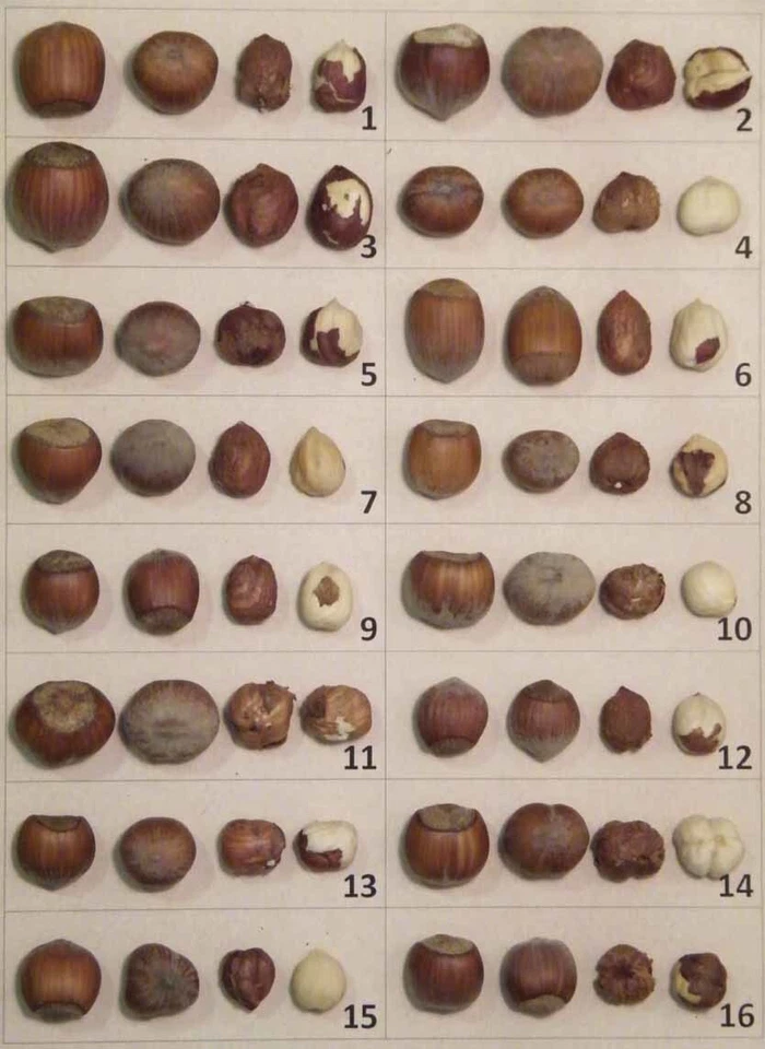 unique collection of  HAZELNUT varieties plants- 22 fresh cuttings  form plants - Image 1 of 2