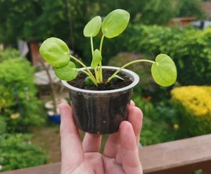 Pilea Peperomioides 'Chinese Money House Plant' In 8cm Nursery Pot - Picture 1 of 8