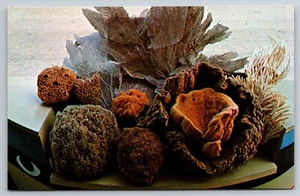 Postkarte Meeresschwämme Tarpon Springs Florida FL - Bild 1 von 2