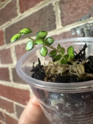 Hoya Variegated Chinghungensis Rooted Plant Fast Grower! Rare - Image 1 of 4