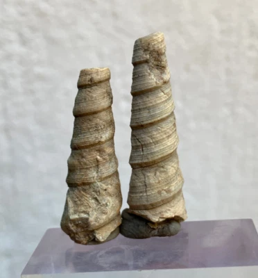 25 Carat Turritella Fossil any of several species of gastropods snails - Image 1 of 4