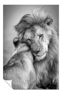 Black & White Lion & Lioness Couples Love Artistic Poster Wall Art Home Decor - Picture 1 of 4