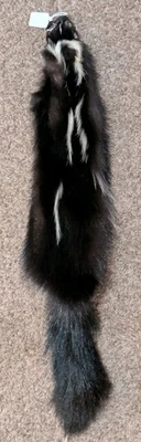 Piel Wild Skunk Fresca Bronceada Cuero Suave Artesanal Piel Gruesa Std Rayas Blancas Foto 1 de 4