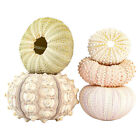 Marine Seashells Coquillage Natural Sea Urchin Air Pineapple Bonsai Shells Craft