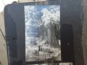 2 Vintage unbenutzte echte Foto Postkarten Schornstein Baum Redwood Hywy Cali RPPC Ephem - Bild 1 von 3