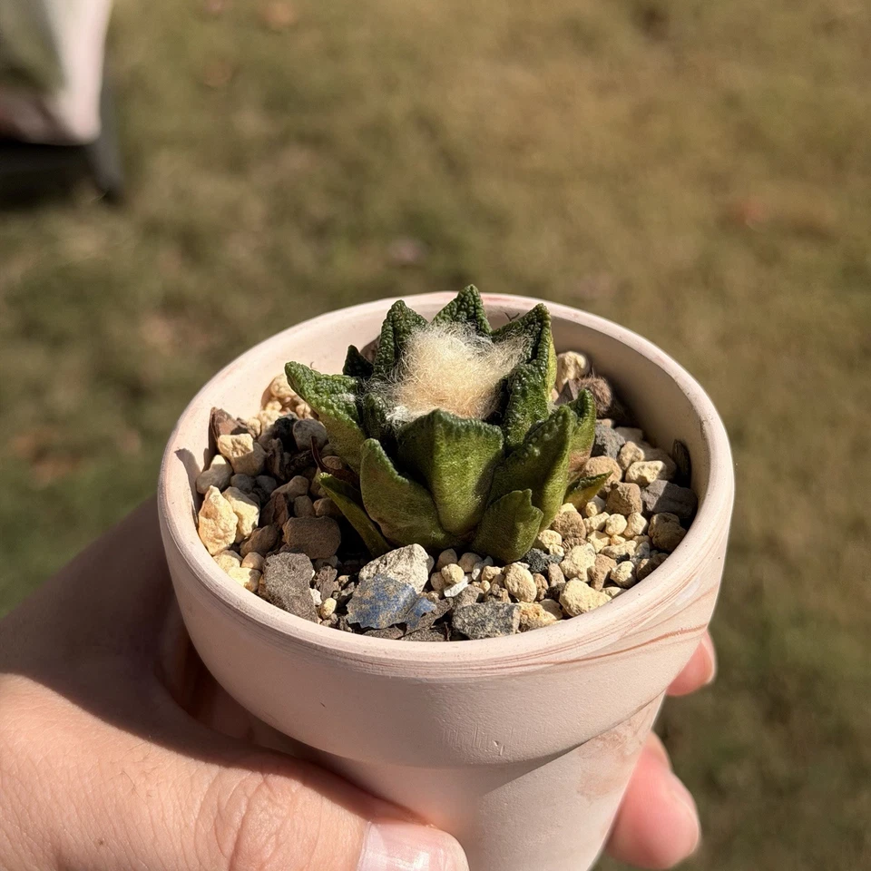 Ariocarpus Hintonii seed grown rare cactus - Image 1 of 4