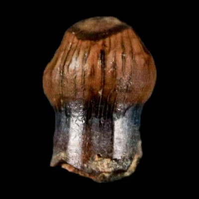 0.3" Pachycephalosaurus Dinosaur Fossil Tooth Judith River FM Montana COA - Image 1 of 4