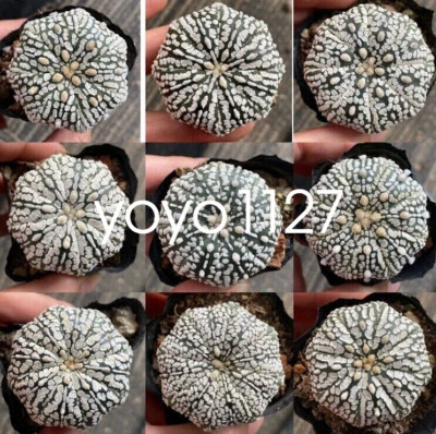 3PCS 4-5cm Astrophytum asterias var.super Beautiful cactus succulent plants - Image 1 of 4