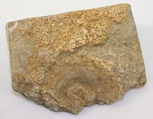 Edrioasteroidea, Hypsiclavus huntsvillensis, Mississippian, Alabama, USA,-i966 - Picture 1 of 4