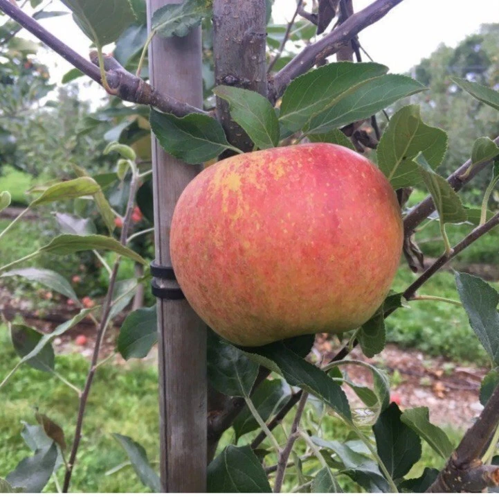 Cox Orange Pippin Apple Plant Cuttings X2 - image 1 of 1