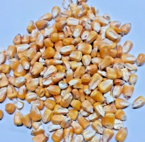 American Tooth Maize Corn Particles 1.9k For Fishing - Carp Spod Bait, Birds - Picture 1 of 3