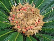Sago Palm Tree (3)seeds to plant outdoor garden or indoor pot bonsai,fresh,live