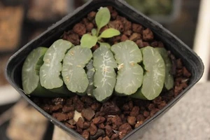 Haworthia truncata succulente piante grasse no maughanii - Imagen 1 de 4