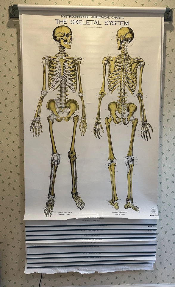 Nystrom Frohse American Anatomical Pull Down Wall Chart conjunto de 11 de colección Foto 1 de 4