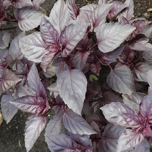 Dark Opal Basil Seeds | Heirloom / Non-GMO | Free Shipping | Seed Store | 1128 - Picture 1 of 1