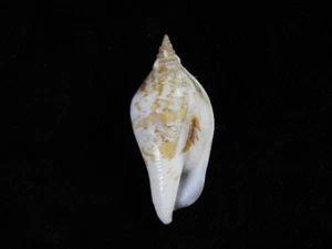 Sea shell Strombus succinctus 46.2mm ID#7975 - Picture 1 of 4