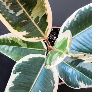 30-40cm Potted Ficus Tineke | Premium Indoor Rubber Plant Gift for Sale - Picture 1 of 5