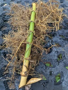 Giant Bamboo Plant! 3 Feet! Live Bare Roots/Rhizome! Privacy Fence! - Picture 1 of 11