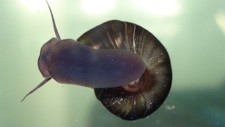 20+ Dark Brown Ramshorn Snails, Aquarium or Pond, Algae Cleaners, Free Shipping