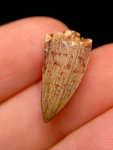 Phytosaur Dino Tooth Fossil Crocodile Dinosaur Teeth New Mexico Triassic - Picture 1 of 3