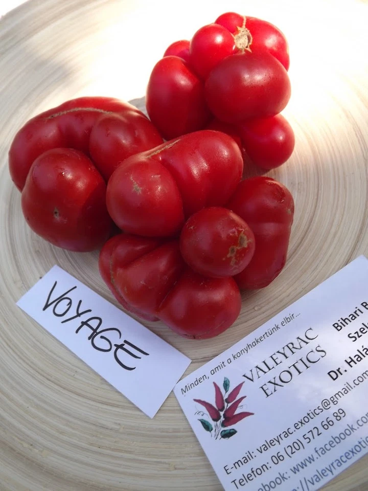 Reisetomate - Voyage - 5+ Samen - Gehirn - HäßLICH und FEIN! P 085 - Bild 1 von 1