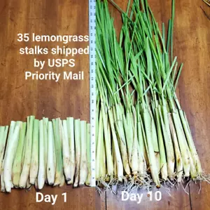 35 Lemongrass Stalks 6 to 8 inches, Easy to Plant, Easy to Grow, Mosquito Repel - Picture 1 of 6