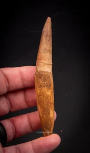  Spinosaurus Dinosaur Tooth    4.54”             2594 - Picture 1 of 4