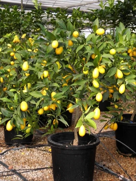 PLANTA DE CITRICO LIMEQUAT - Imagen 1 de 1