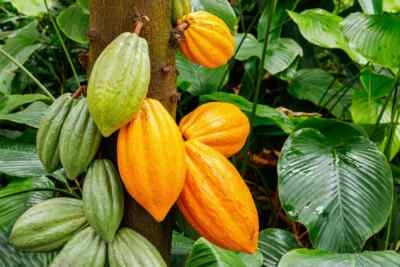 Cacao Tree Seeds for Planting Wet Cocoa Seeds Rare, Exotic Cacao Tree Seeds - Image 1 of 4
