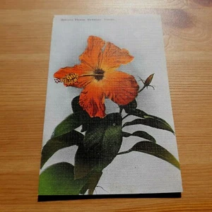 Hibiscus Flower Hawaiian Islands Hawaii Hand Tinted Linen Unposted Postcard - Picture 1 of 2