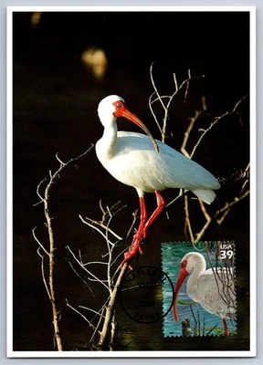 #4099j Southern Florida Wetland White Ibis FDC Maxi Card w/Pictorial Cancel - Image 1 of 2