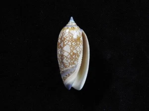 Sea Shell Oliva Porphyria 44,2 mm ID#8002 - Imagen 1 de 3