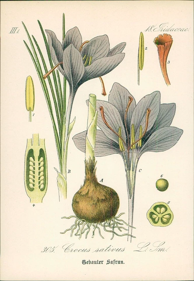 Chromolithographie : SAFRAN. Gebauter Safran. Crocus sativus L. Sm. Iridaceae. S - Bild 1 von 1