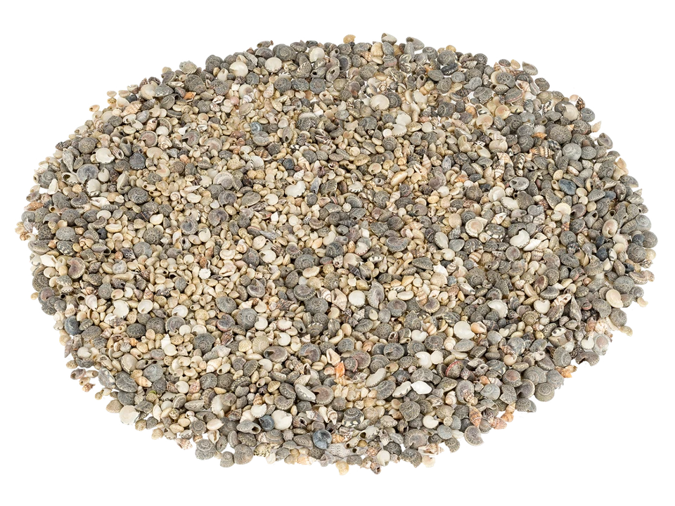 NaDeco Muschelmix mini 1kg 0,5-2cm | Deko Muscheln und Schnecken zum Bastelbn