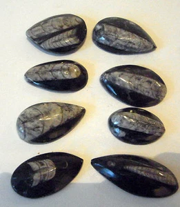 Orthoceras Cristallo Fossile Calamaro Shield Barchiopod 400 Million Anno 40 - Picture 1 of 2