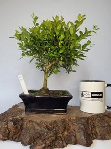 Ilex Shohin Bonsai Tree informal upright in a Bonsai pot Japanese Holly Tree - Picture 1 of 6