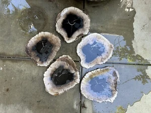 Black & Beige Natural Petrified Wood Salad, Dinner, Or Serving Plates 10-19” - Picture 1 of 4