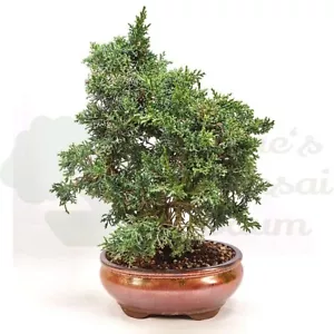 BONSAI Chinesischer Wacholder 'Juniperus chinensis kyushu' inkl. Schale. - Bild 1 von 5