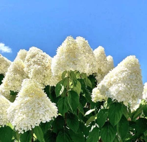 Hortensie paniculata - - weiße Rispenblüten - Bild 1 von 2